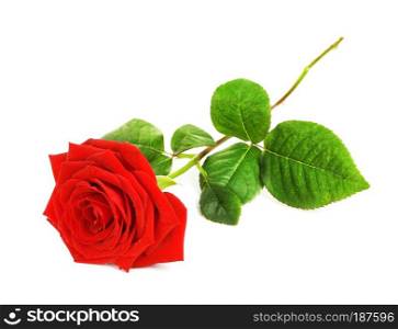 single red rose flower, isolated on white background. Red Rose Flower