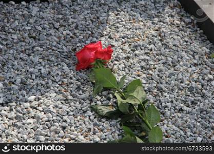 Single red rose on a covered grave, grey gravel