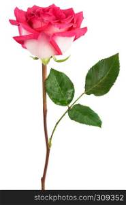 single red rose on a white background