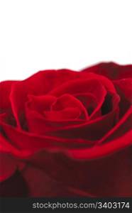 Single red rose on a white background, closeup shot