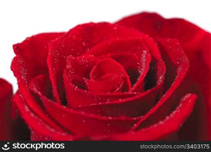Single red rose on a white background, closeup shot, water drops