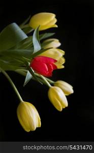 Single red tulip in bouquet of fresh bright yellow tulips