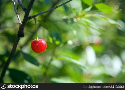 Single ripe cherry berry on the tree.