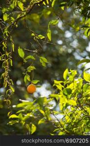 Single ripe orange hanging from tree in sunlight