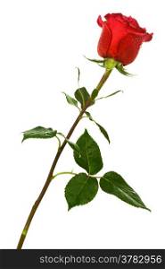 single scarlet rose on a white background