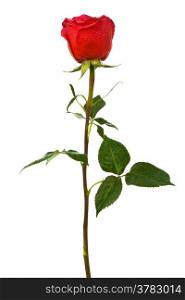 single scarlet rose on a white background