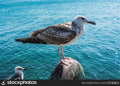 Single seagull as a wild sea bird in the view