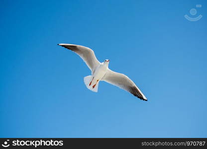 Single seagull flying in a blue sky background