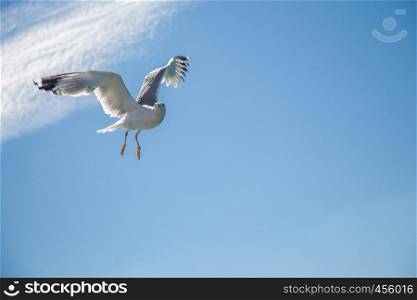 Single seagull flying in a cloudy blue sky as a background