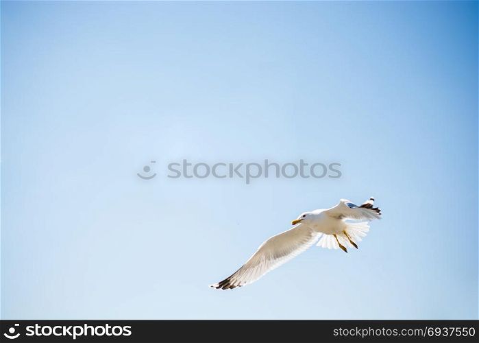 Single seagull flying in a cloudy sky as a background