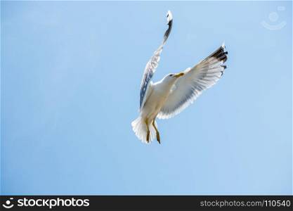 Single seagull flying in a sky as a background