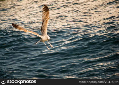 Single seagull flying with with sea as a background