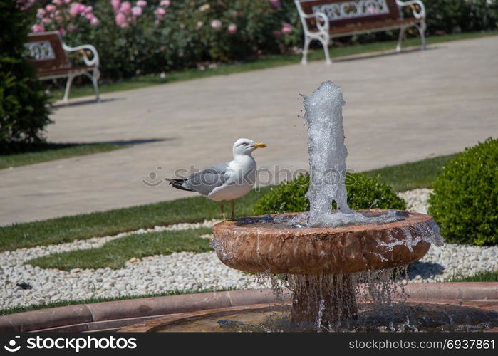 Single seagull found by the side of a fountain