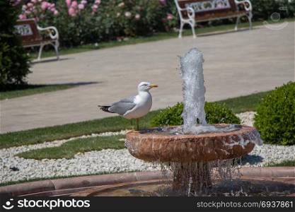 Single seagull found by the side of a fountain
