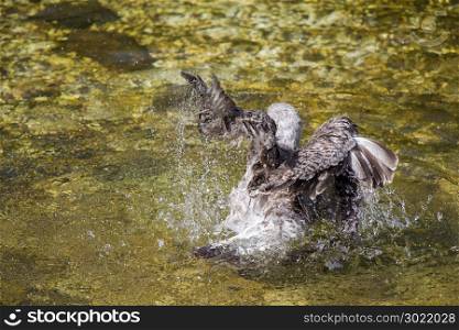 Single seagull in having a bath in the pond