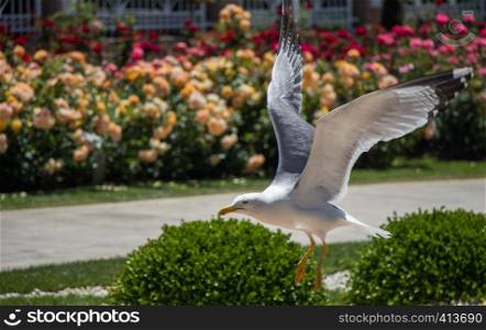 Single seagull in the garden with beautiful roses