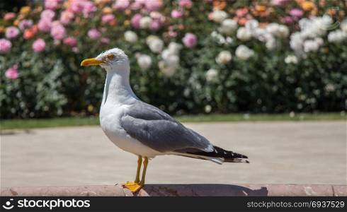 Single seagull in the park with roses