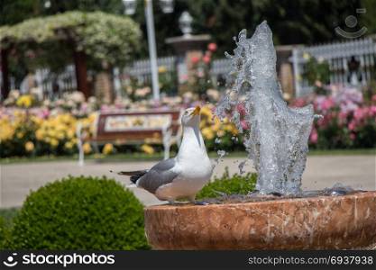 Single seagull in the park with roses
