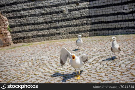 Single seagull in the street as a background