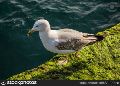 Single seagull is found on the shore of the sea