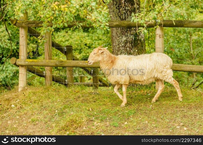 Single sheep grazing in mountains.. Sheep in mountains