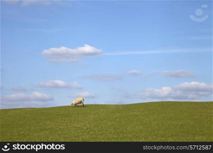 Single sheep on simple background.