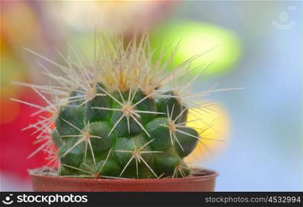 Single small decorative cactus in a pot