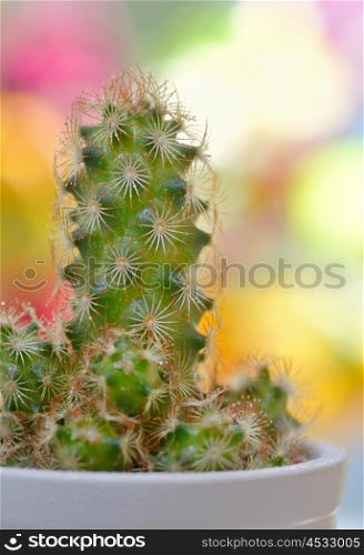 Single small decorative cactus in a pot