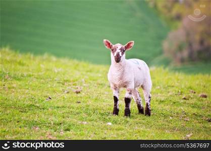 Single Spring lamb in field
