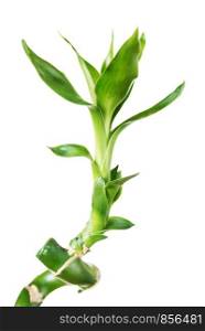 Single sprout of houseplant Lucky Bamboo (Dracaena Sanderiana) with green leaves, twisted into a spiral shape, isolated on white background