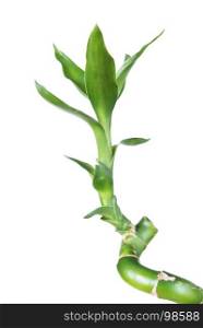 Single sprout of houseplant Lucky Bamboo (Dracaena Sanderiana) with green leaves, twisted into a spiral shape, isolated on white background