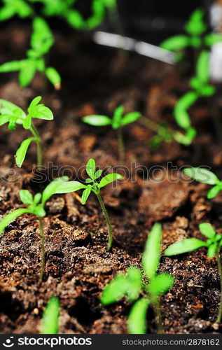 Single sprout of tomato in earth