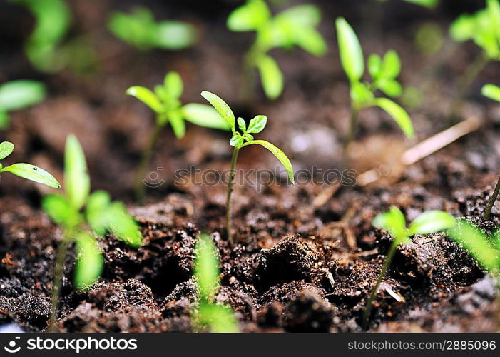 Single sprout of tomato in earth