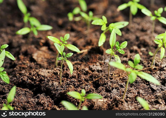 Single sprout of tomato in earth