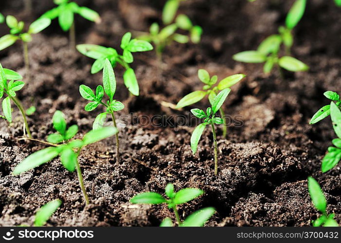 Single sprout of tomato in earth