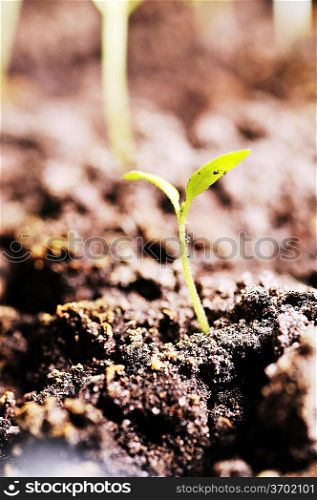 Single sprout of tomato in earth
