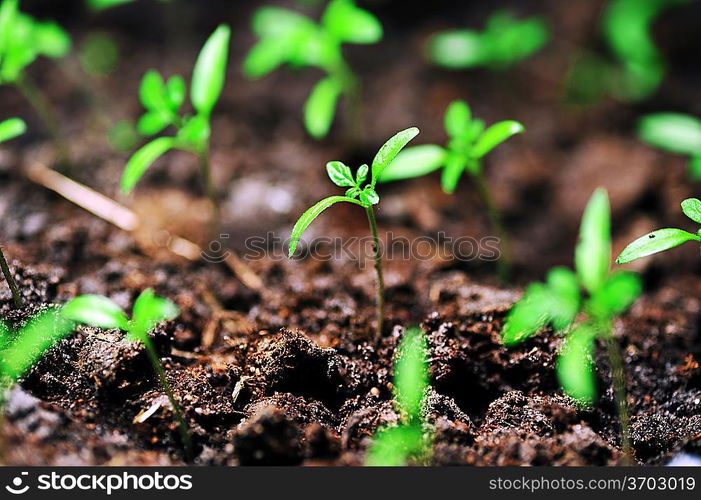 Single sprout of tomato in earth