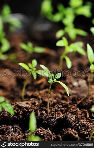 Single sprout of tomato in earth