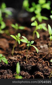 Single sprout of tomato in earth