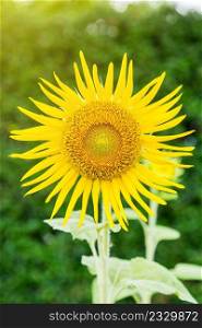 single sunflower and green leaf background with sunlight