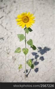 Single sunflower growing out of cracked dirt.