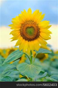 Single sunflower isolated on filed