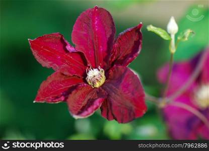 Single sunlit purple clematis flower head at a natural green background