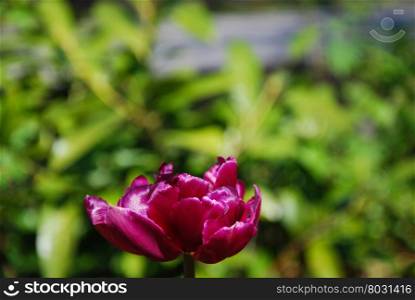 Single sunlit purple tulip closeup