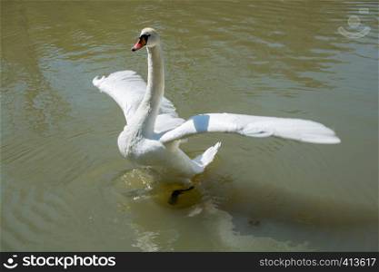 Single swans lives in the natural environment