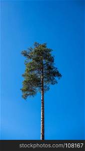 Single tall pine tree against clear blue sky in Norway.