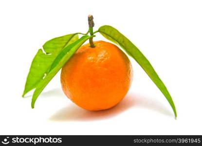 single tangerine on a branch on white