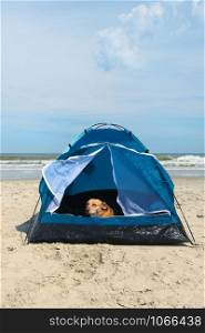 Single tent for camping with dog in shelter at the beach