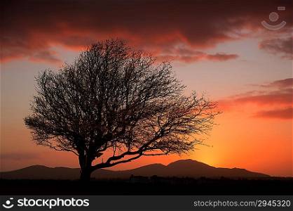 Single tree against mountain backdrop landscape during orange sunset