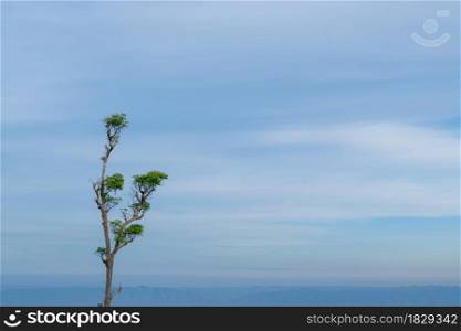 Single tree against soft blue sky nature landscape, with copy space.